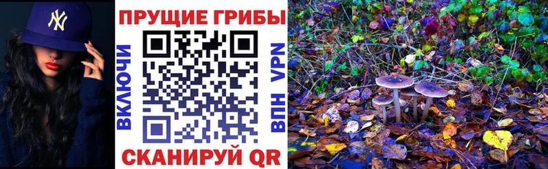 Псилоцибиновые грибы GOLDEN TEACHER Болотное